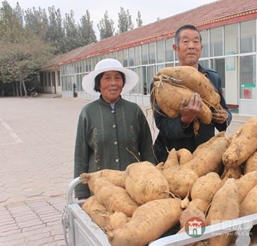 史同海、孫成菊夫婦與他們的地瓜