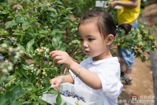 莒縣龍山隆海園藍(lán)莓采摘開園啦！