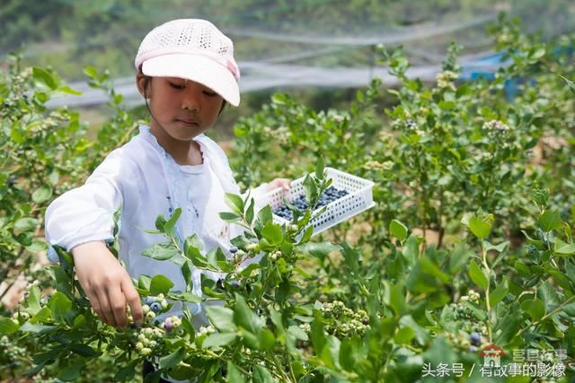 莒縣龍山隆海園藍(lán)莓采摘開園啦！