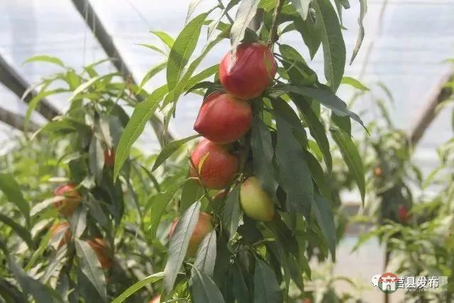 剛剛上市！莒縣這里好大一個“小油桃”，一年能賣3個億